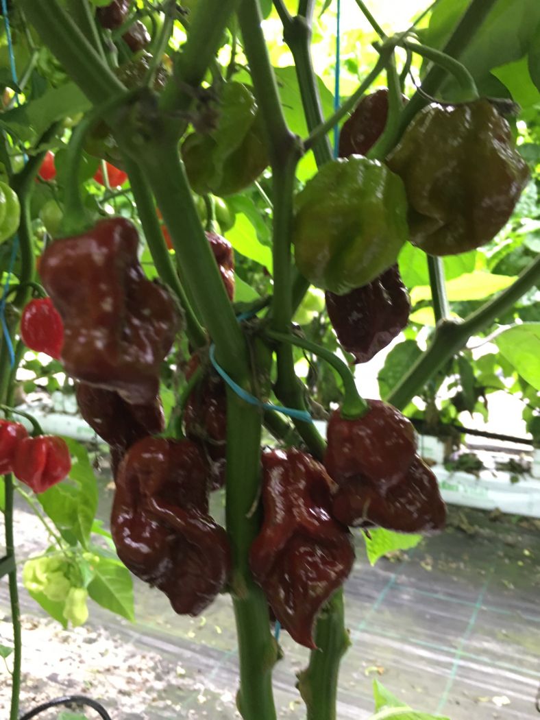 Defcon 7 Pot - 100 gram