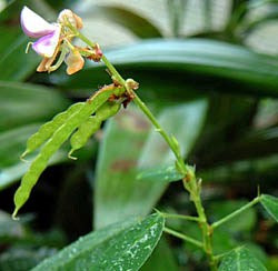 Telegrafplante (Dancing Plant) - Desmodium gyrans