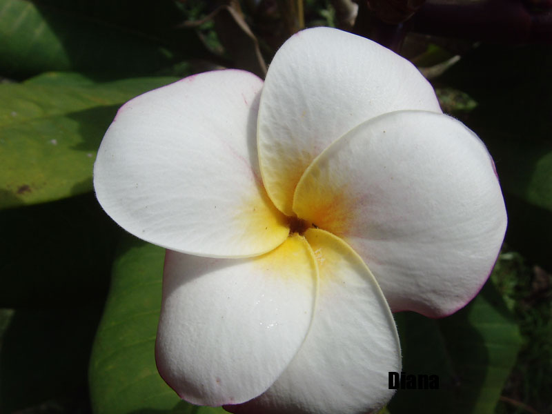 Plumeria - Diana