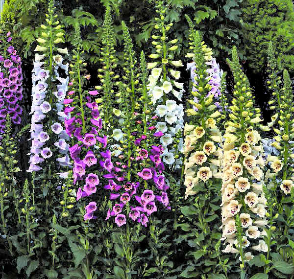 Fingerbøl Blandede Farver - Digitalis Purpurea