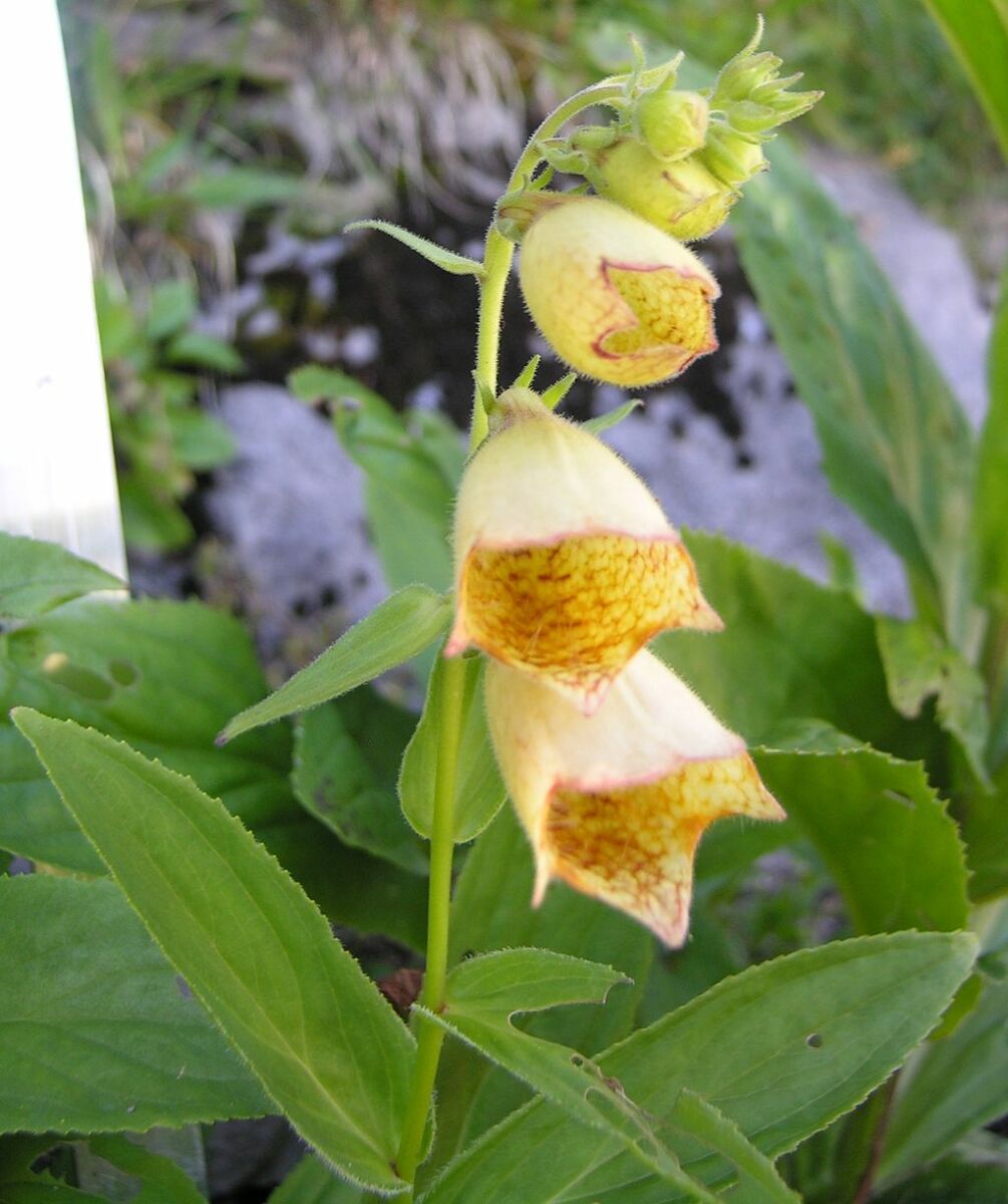Storblomstret staude Fingerbøl - Digitalis grandiflora