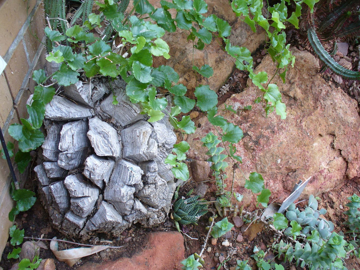 Elefantfod - Dioscorea elephantipes