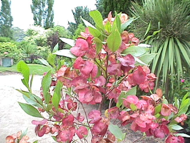 Sticky Hop Bush - Dodonae Viscosa