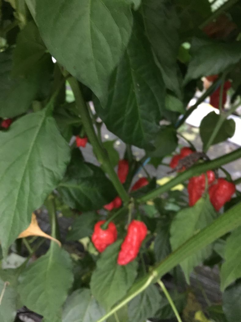 Naga Morich (Dorset naga) - Friske frugter