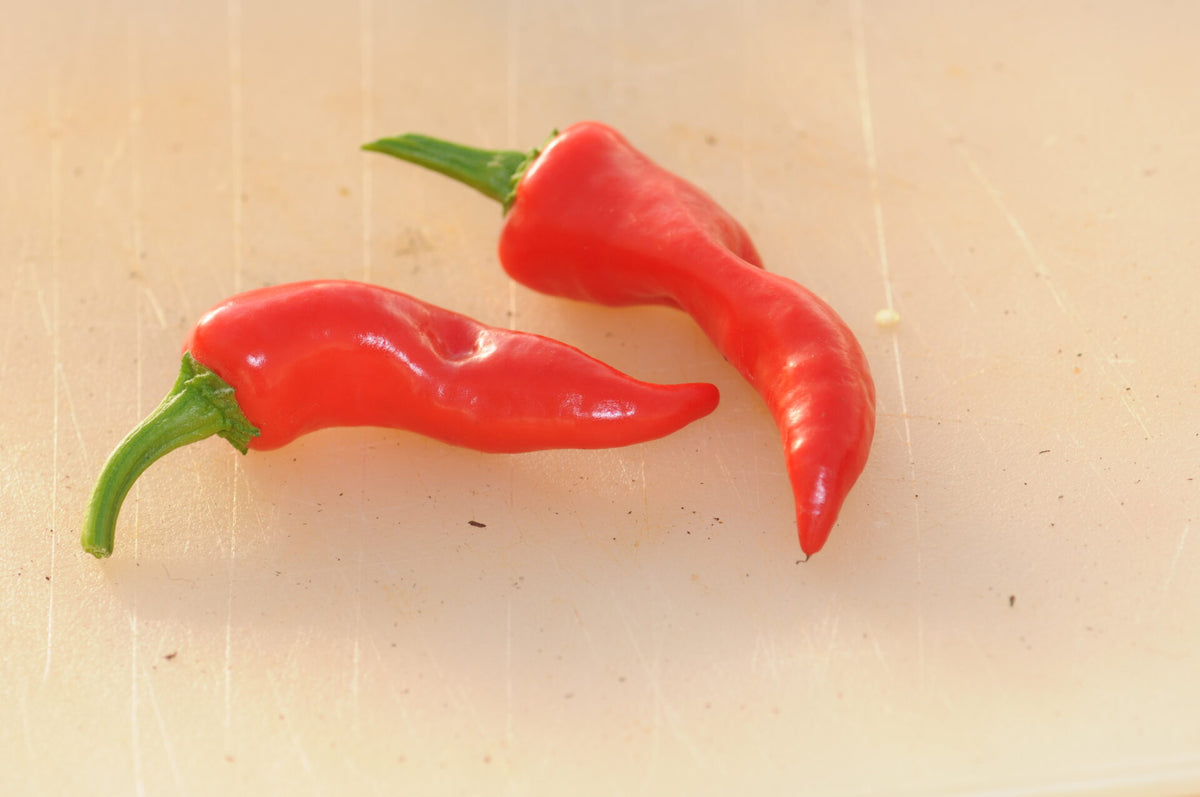 Dragon Claw - C. annuum