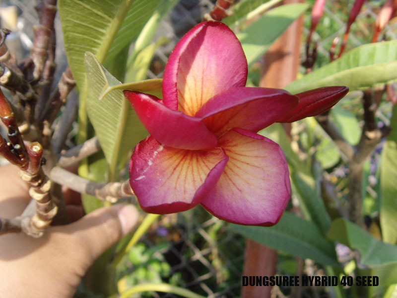 Plumeria - Dunsuree Hybrid