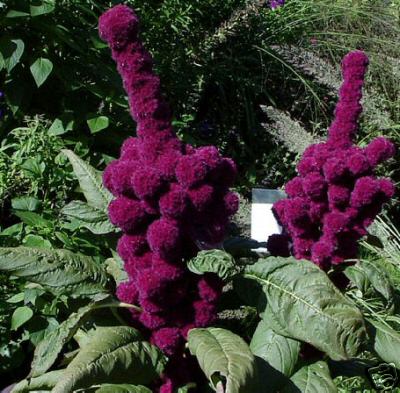 Amaranthus gangeticus - 'Elefant Hoved'