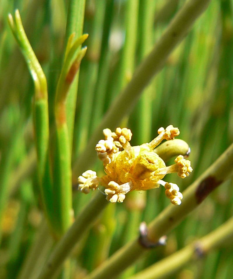 Grøn Mormon Te - Ephedra viridis