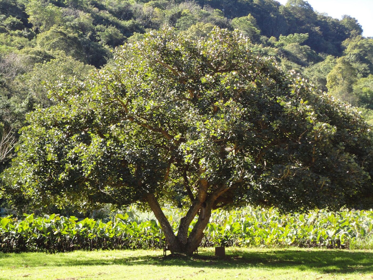 Afrikansk Koral Træ - Erythrina caffra