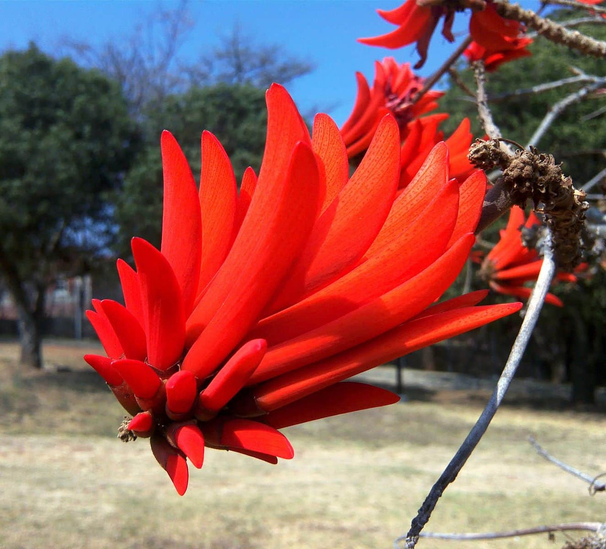 Almindelig koral træ - Erythrina Lysistemon