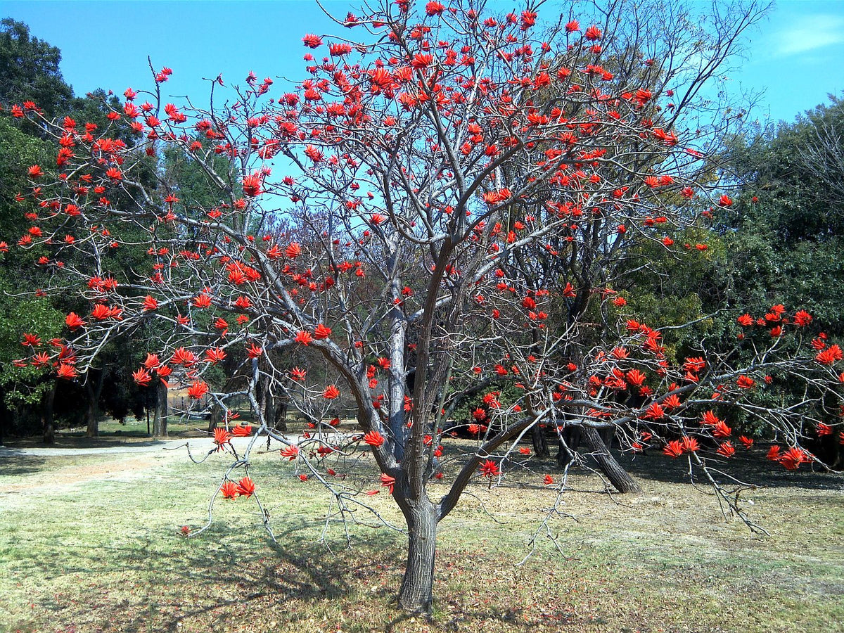 Almindelig koral træ - Erythrina Lysistemon