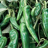 Espanola - Chilli
