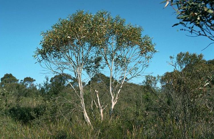 Eucalyptus gregsoniana