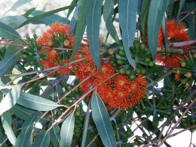 Fiery Gum - Eucalyptus Phoenicea