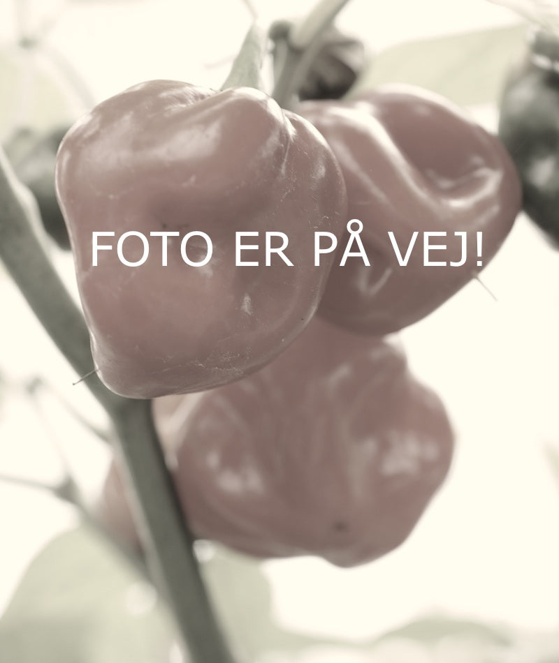 Indian PC 1 - C. annuum