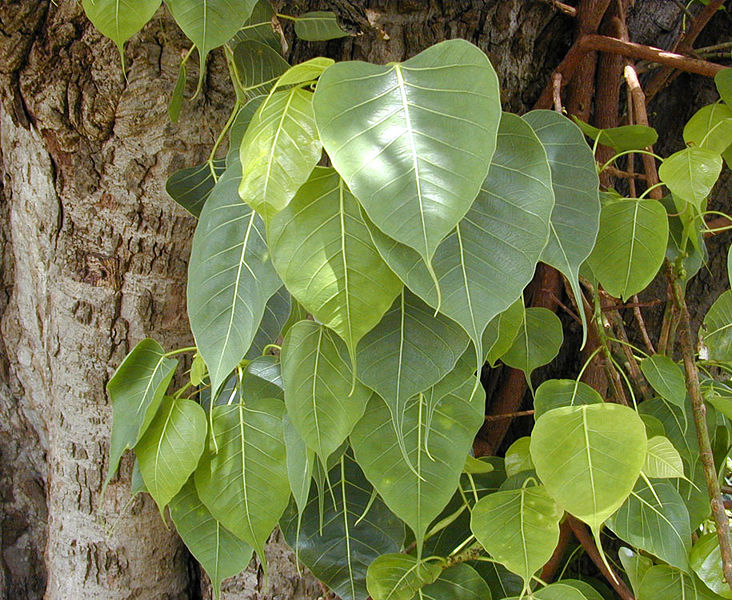 Helligt Figentræ - Bo træ - Ficus religiosa