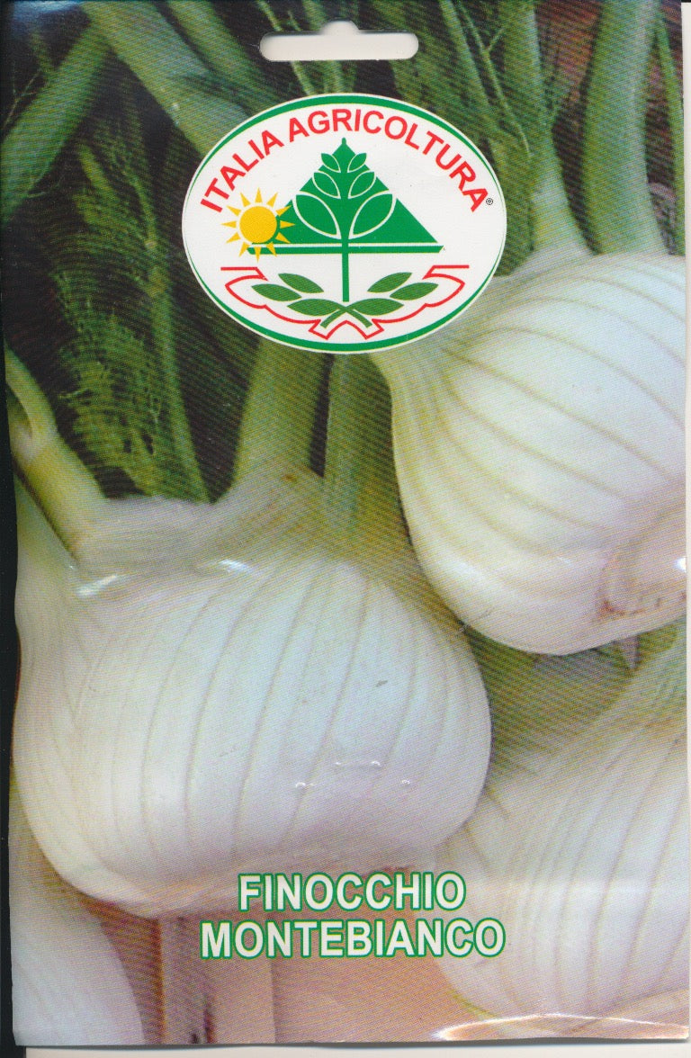 Knoldfennikel - Finnochio Montebianco