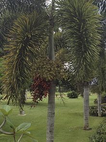 Rævehale Palme - Wodyetia bifurcata