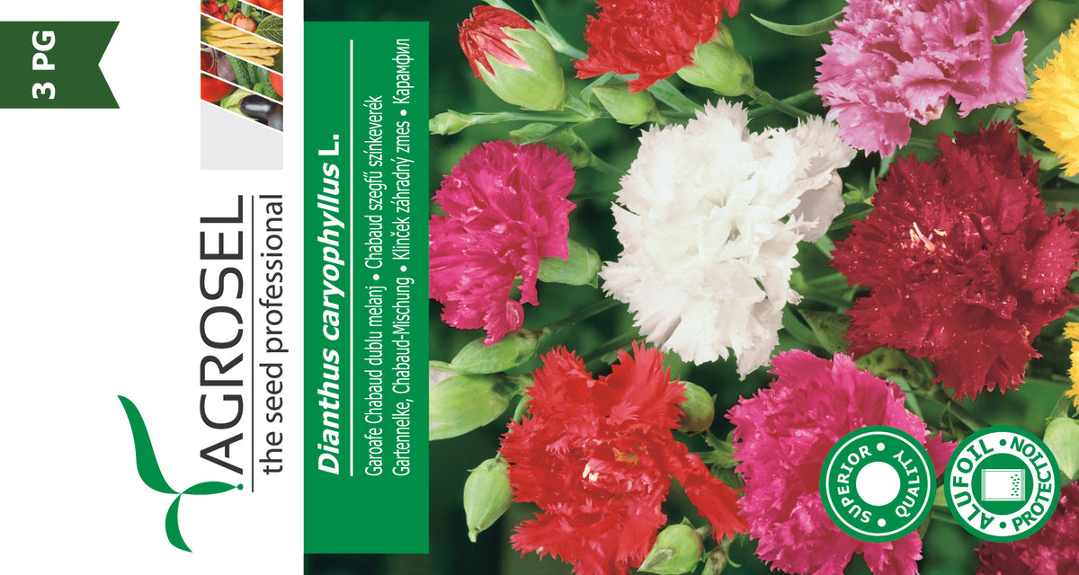 Havenellike - Dianthus caryophyllus