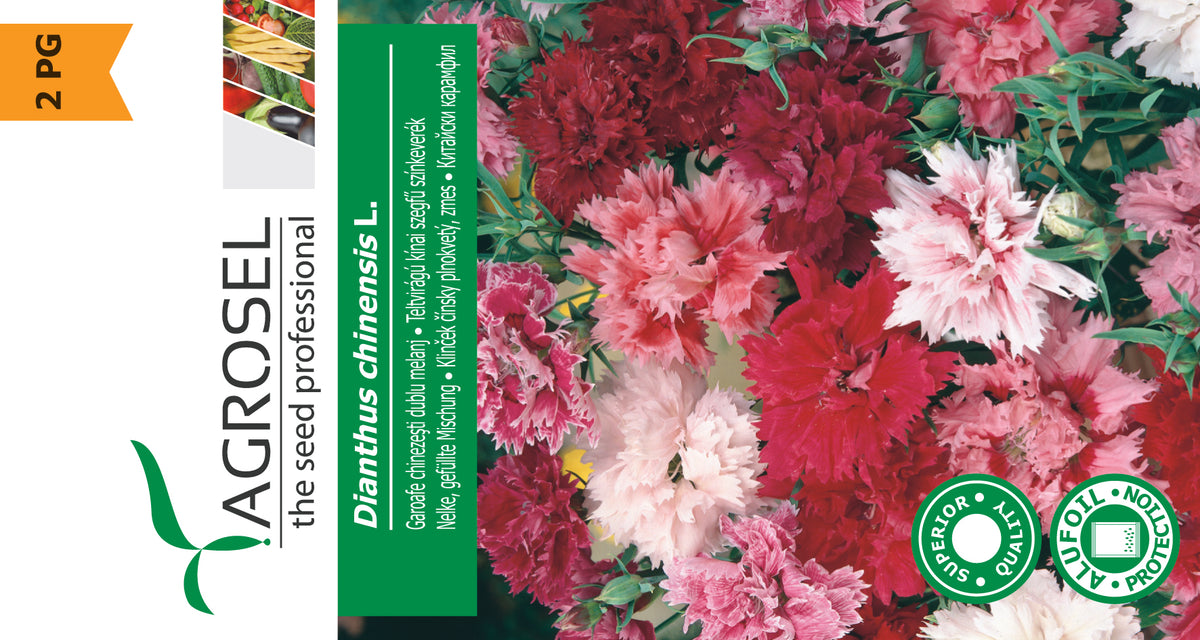 Nellike - Dianthus Chinensis - PG2