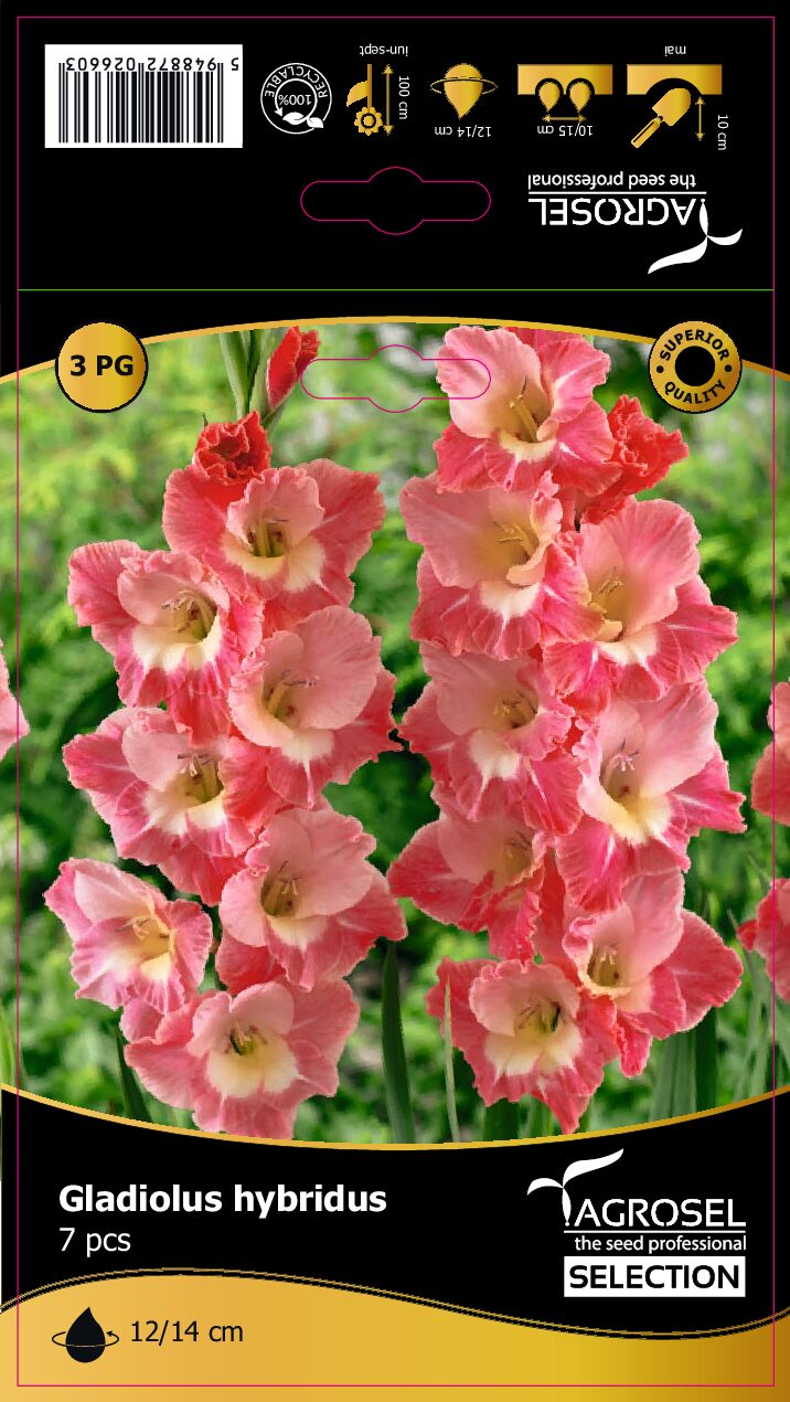 Gladiolus - Bicolor - Whine and Roses - Løg