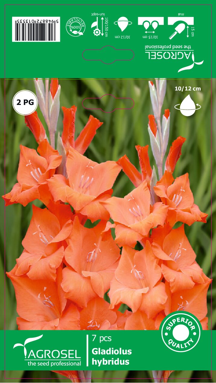 Gladiolus - Orange - 7 Løg
