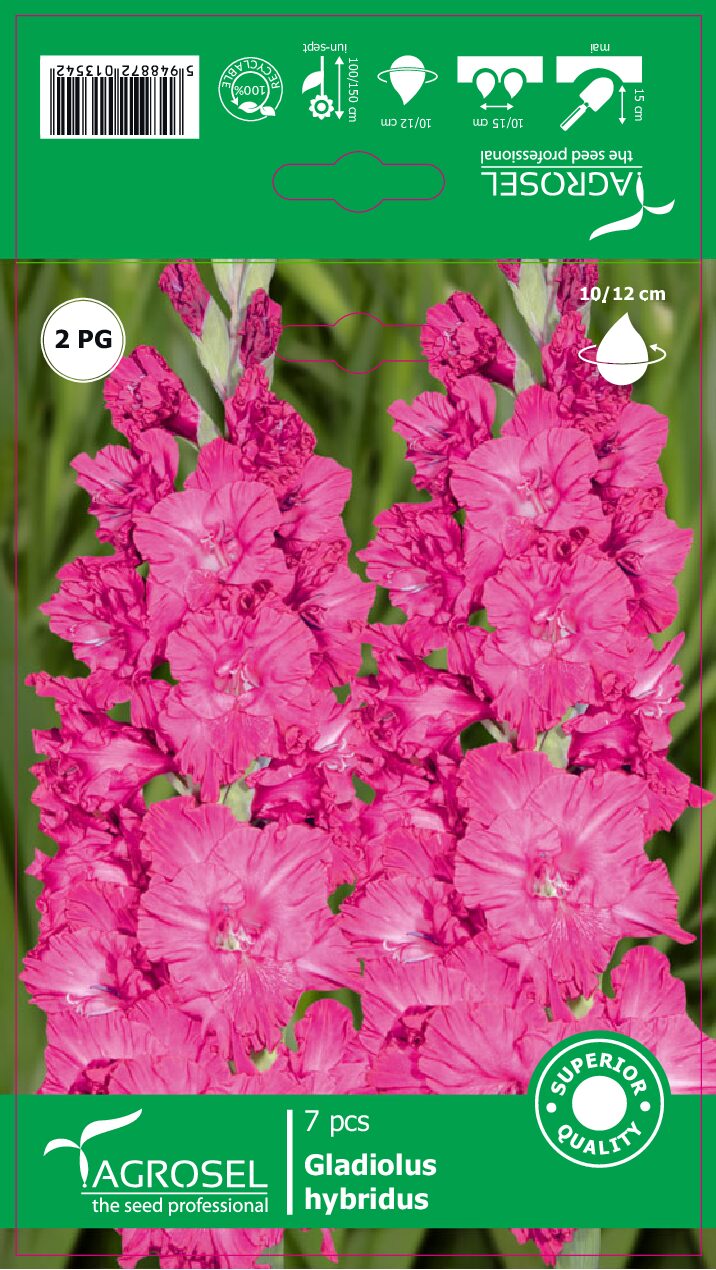 Gladiolus - Pink - Løg