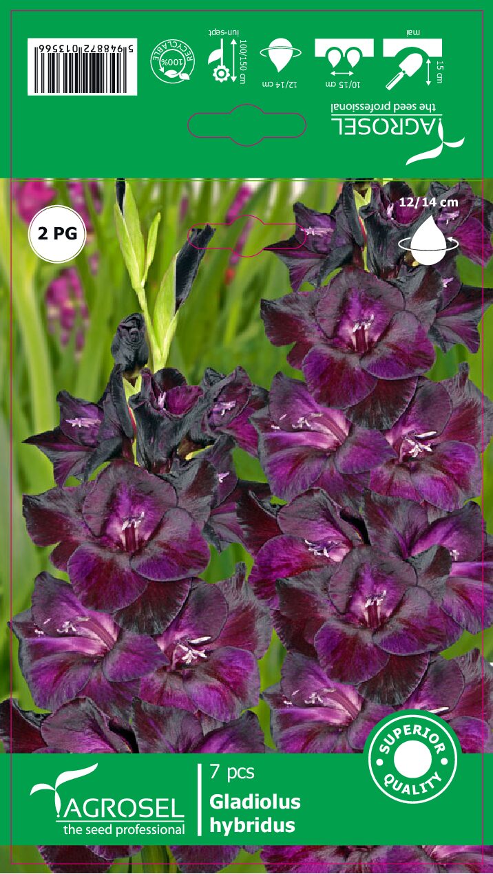 Gladiolus - Purple - Løg