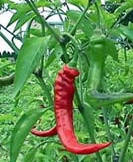 Goat Horn - C. annuum