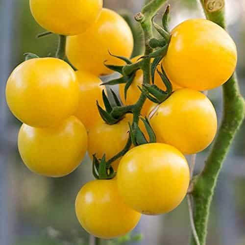 Ribs Tomat - Golden Currant