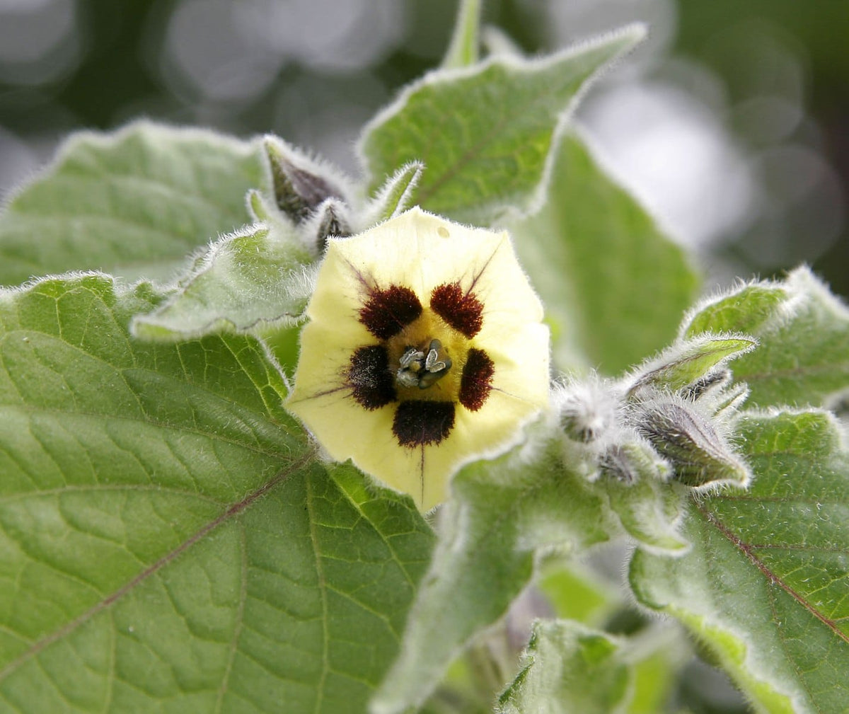 Ananas Kirsebær - Physalis peruviana edulis