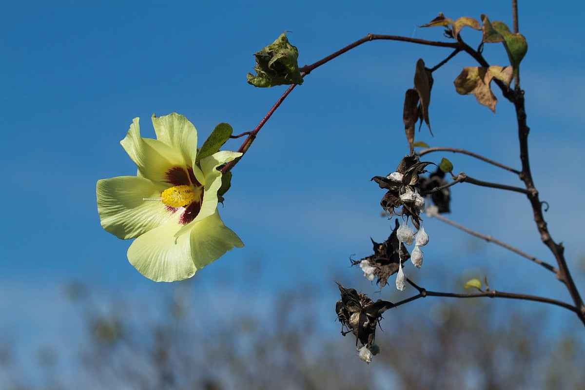 Sea island Bomuld - Gossypium barbadense