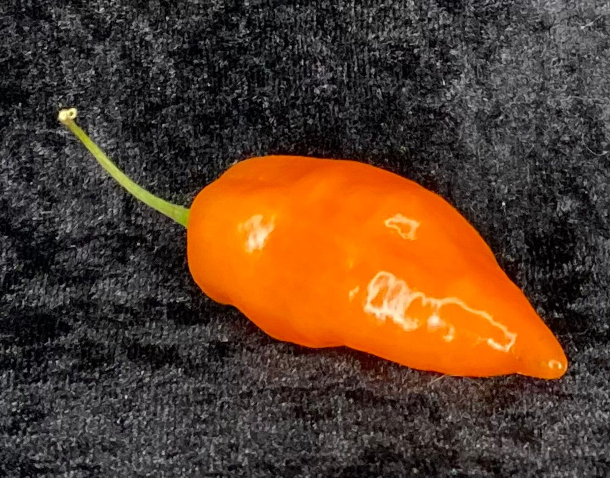Habanada- C. chinense