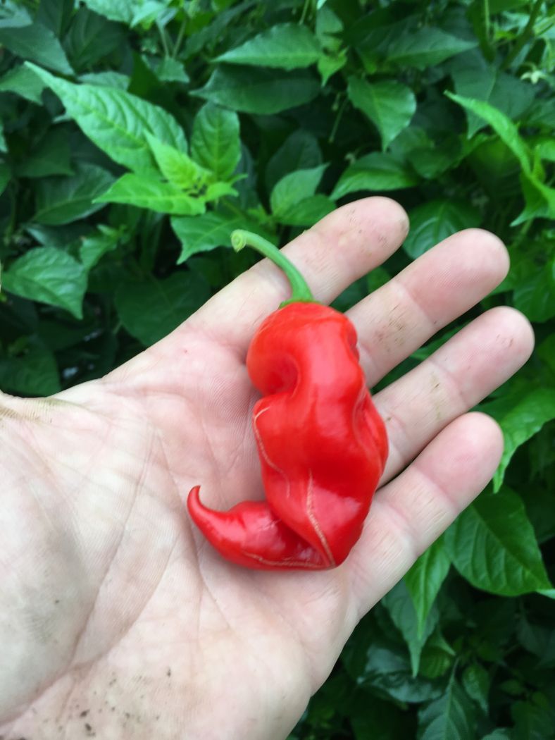 Habanero Red Lightning - 100 gram