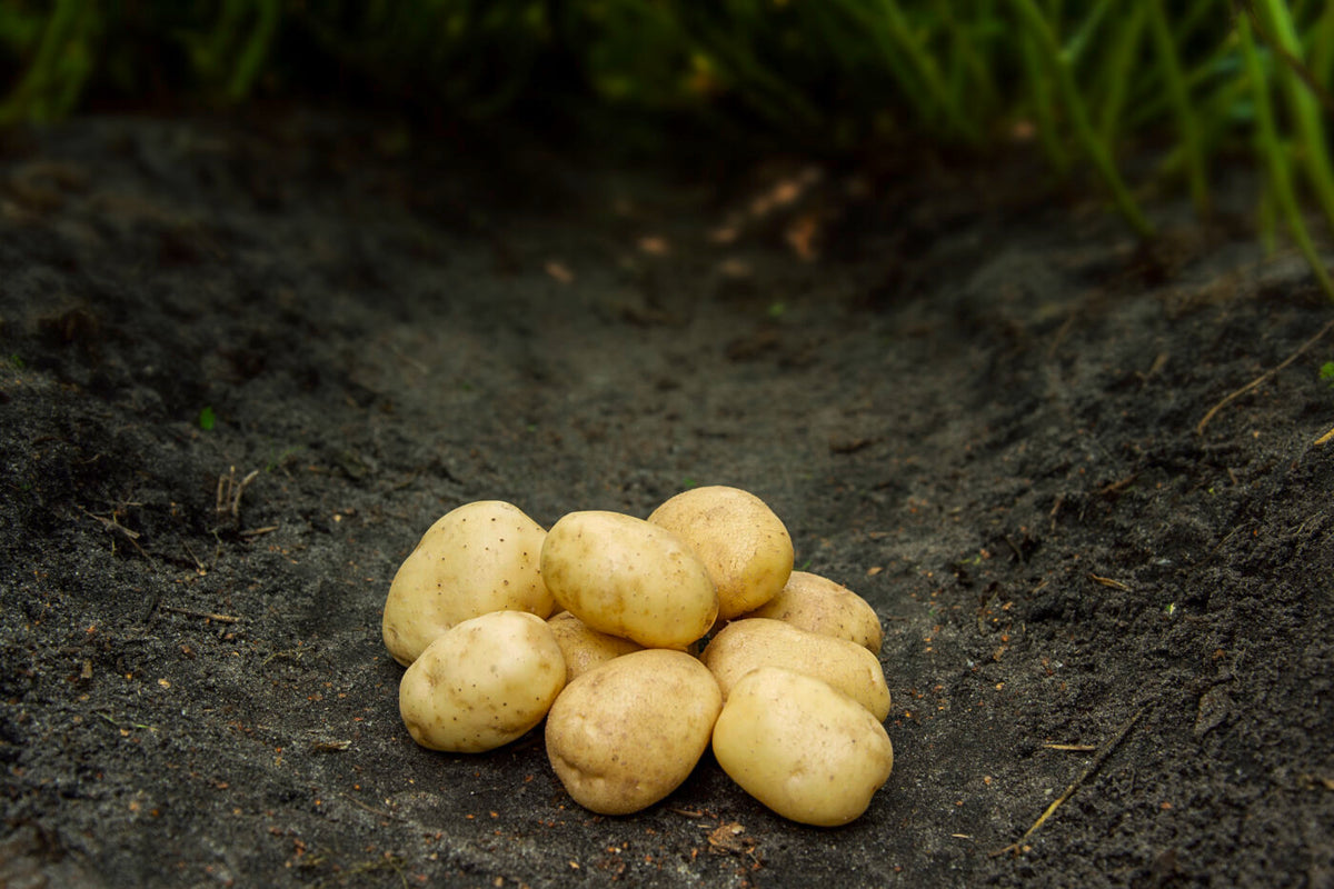 Bondens Bedste – HANSA 1,5 KG – Læggekartoffel