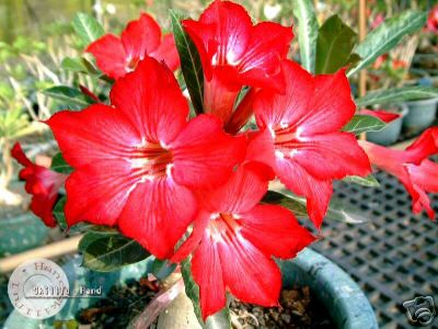 Ørkenrose - Adenium 'Have a dream'
