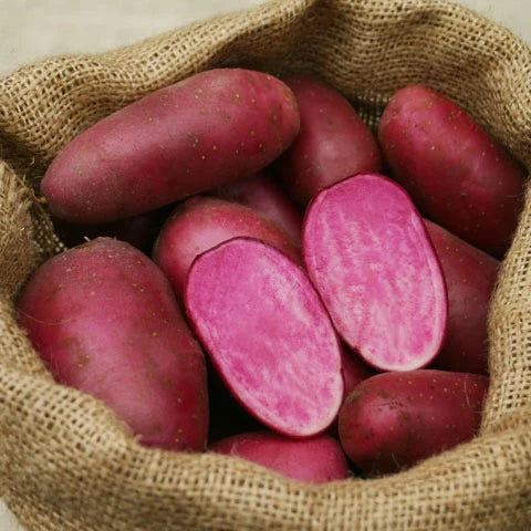 Læggekartoffel - Heiderot 1,5 Kg - øko