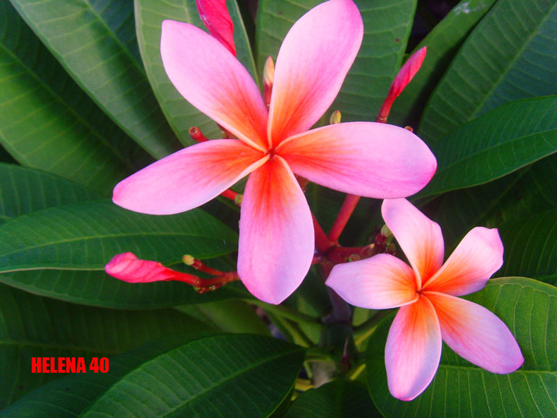 Plumeria -  Helena