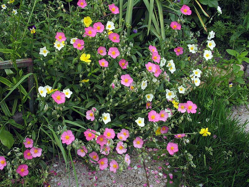 Soløje - Helianthemum Mutabile