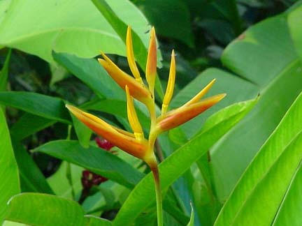 Heliconia Psittacorum