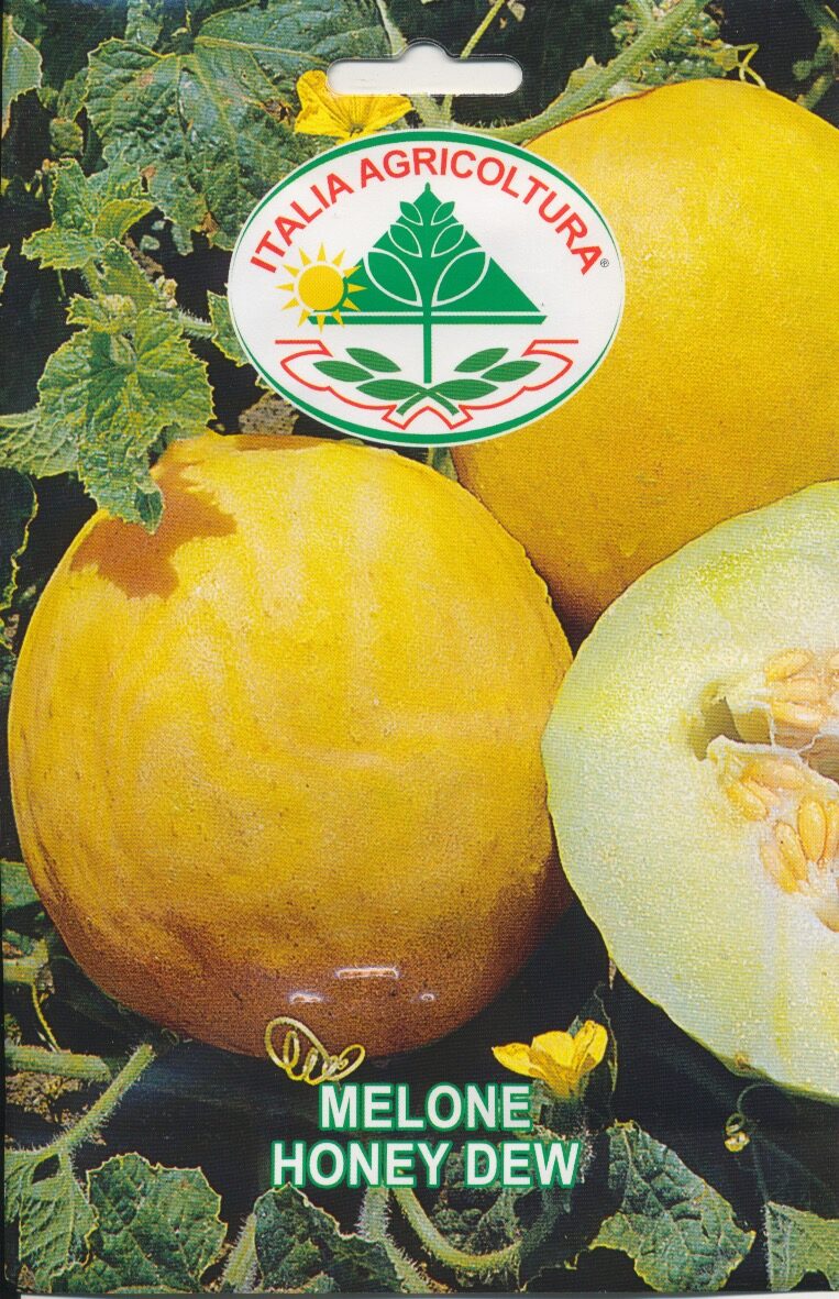 Melon - Honey Dew