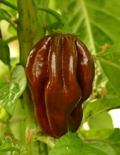 Jamaican Hot Chocolate - Plante