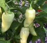 Habañero White - C. chinense