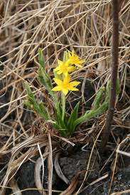 Bredbladet Hypoxia - Hypoxis Colchicifolia