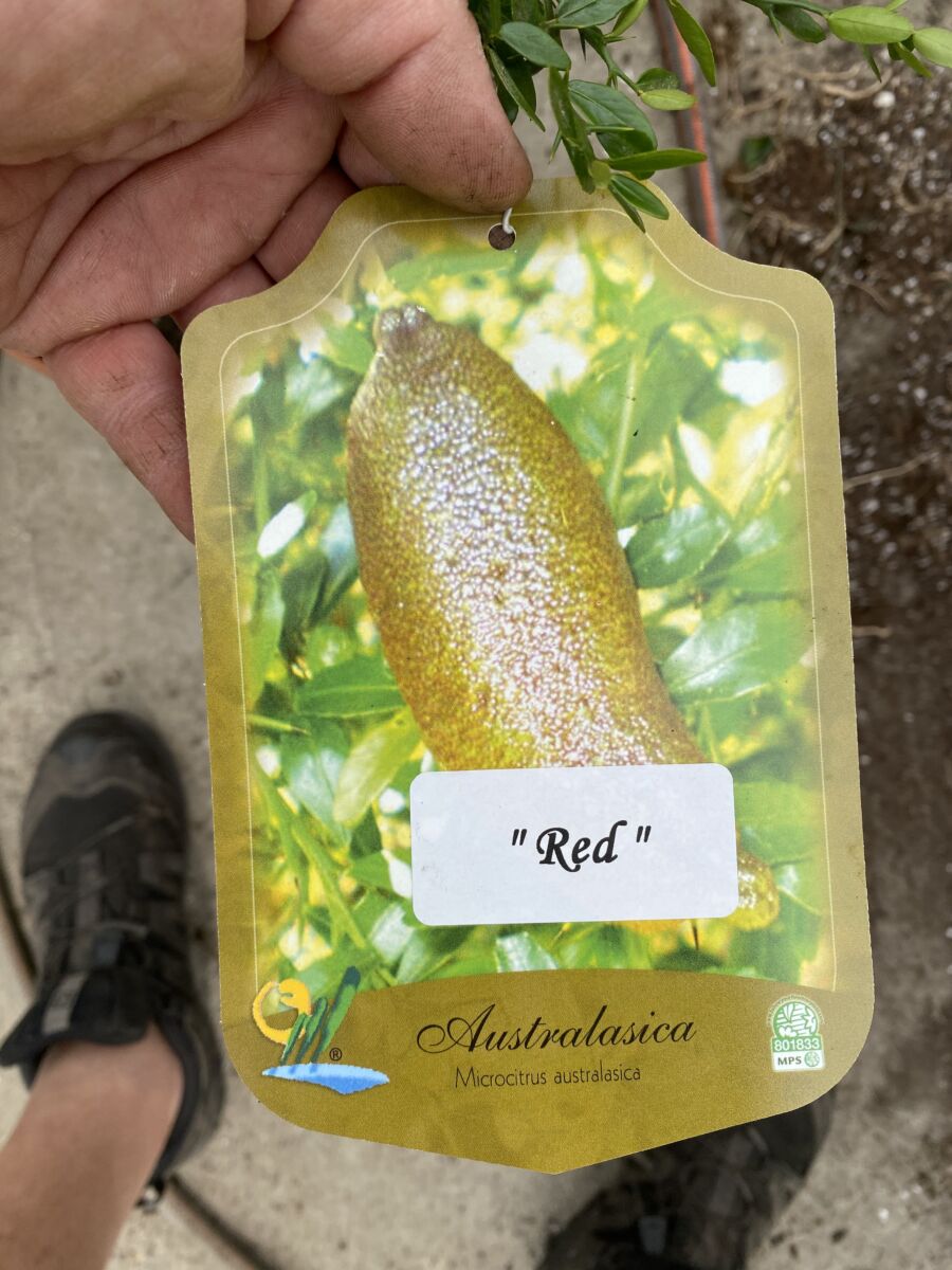 Fingerlime - Citrus australasica microcitrus - Rød - Plante