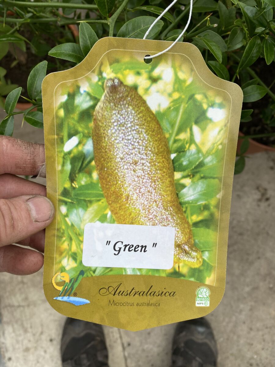 Fingerlime - Citrus australasica microcitrus - Grøn - Plante