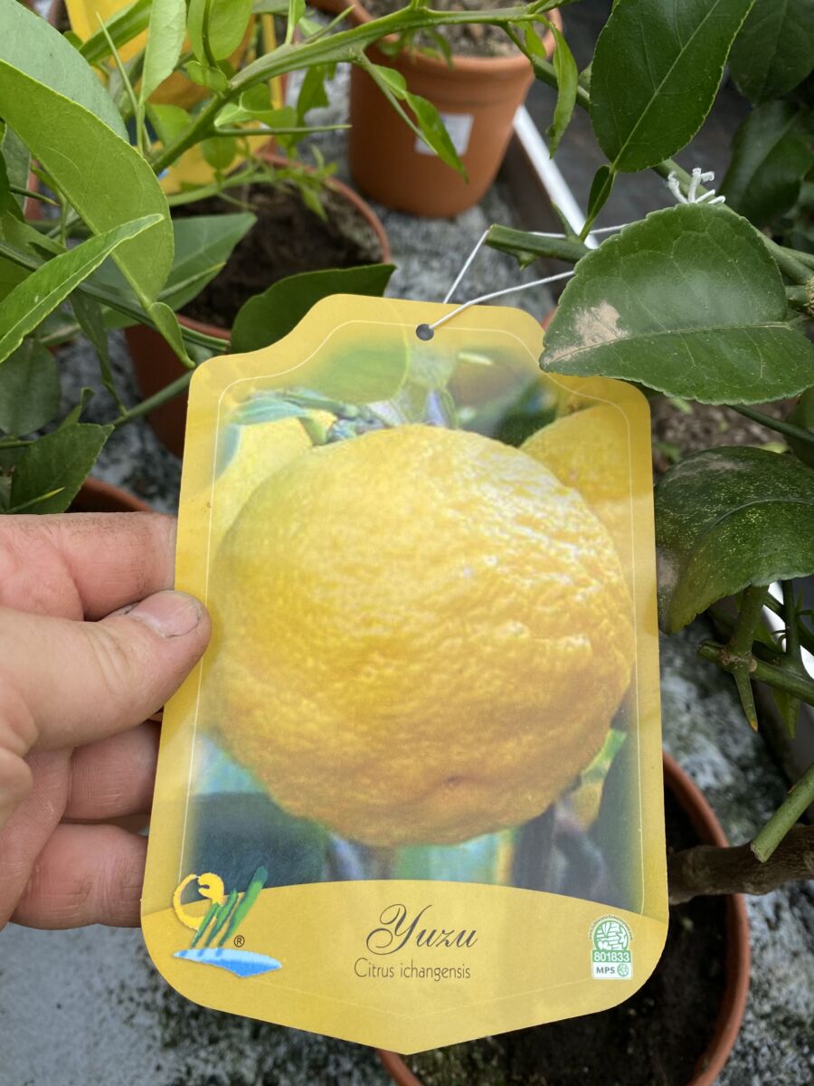 Yuzu Citron - Citrus limone yuzu - Plante