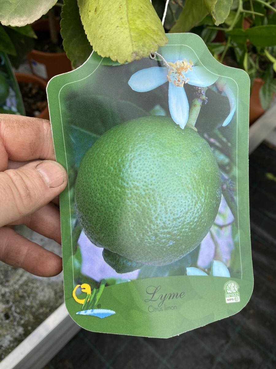 Lime - Citrus aurantifolia