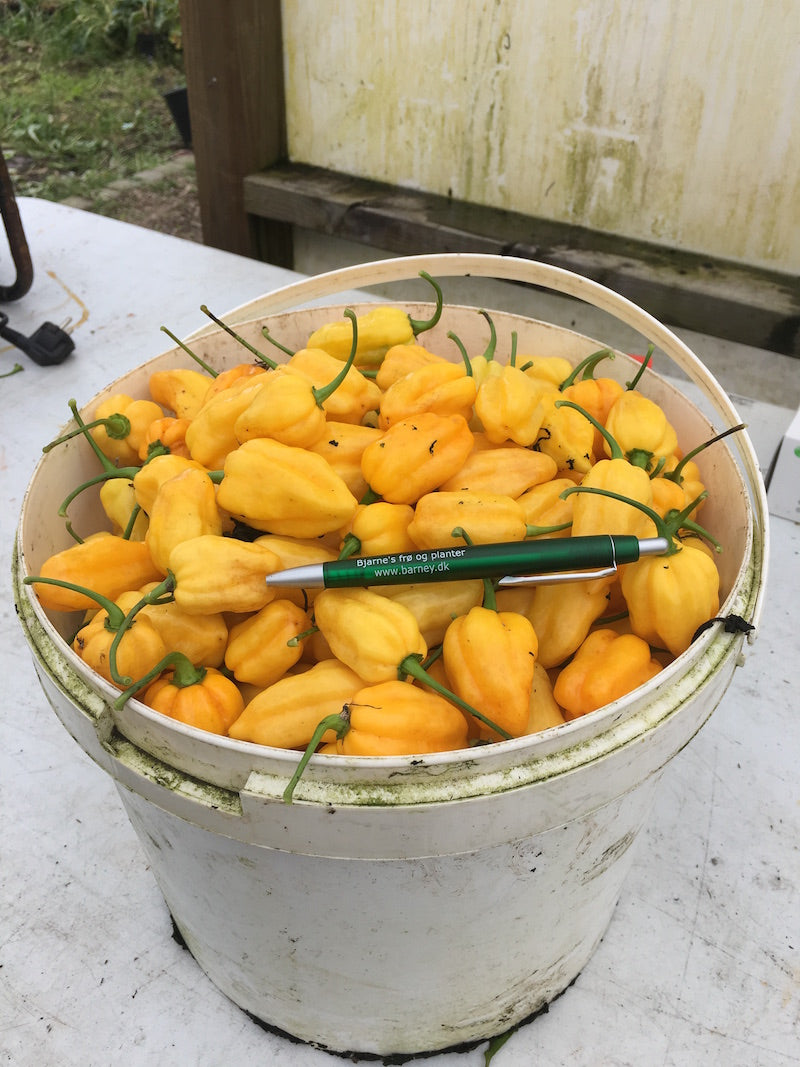 Dorset Naga Orange - 100 gram