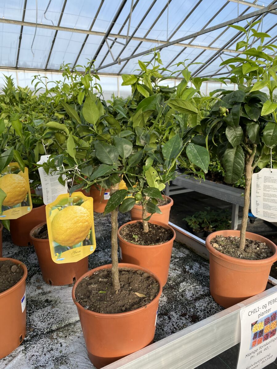Bergamotte - Citrus bergamia - Plante